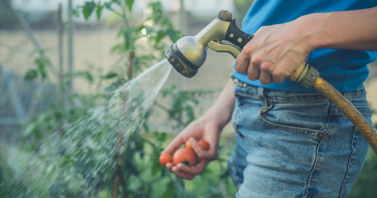 watering tomatoes (1).png