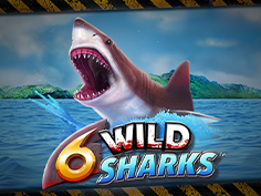 6 Wild Sharks
