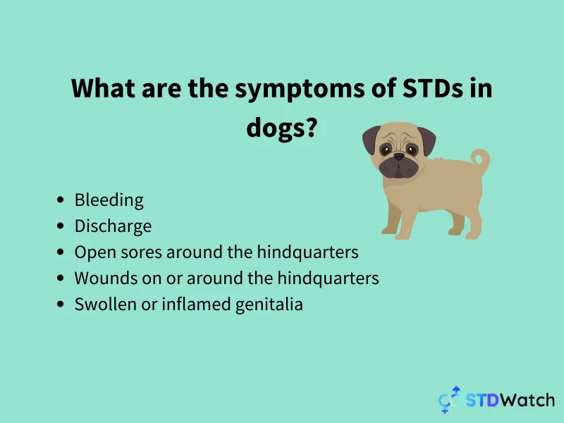 symptoms-of-stds-in-dogs
