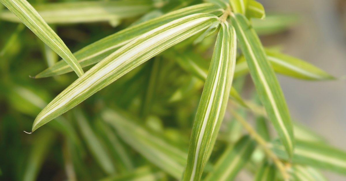 Dwarf Green Stripe Bamboo.png