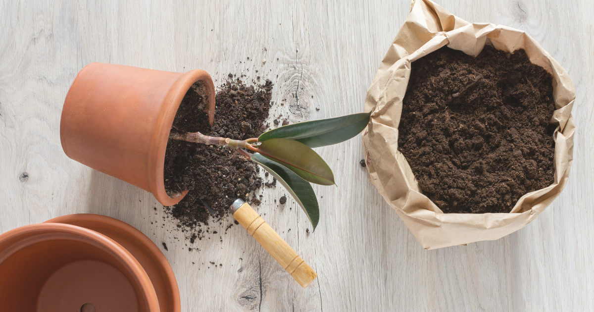 rubber plant repotting (2).png