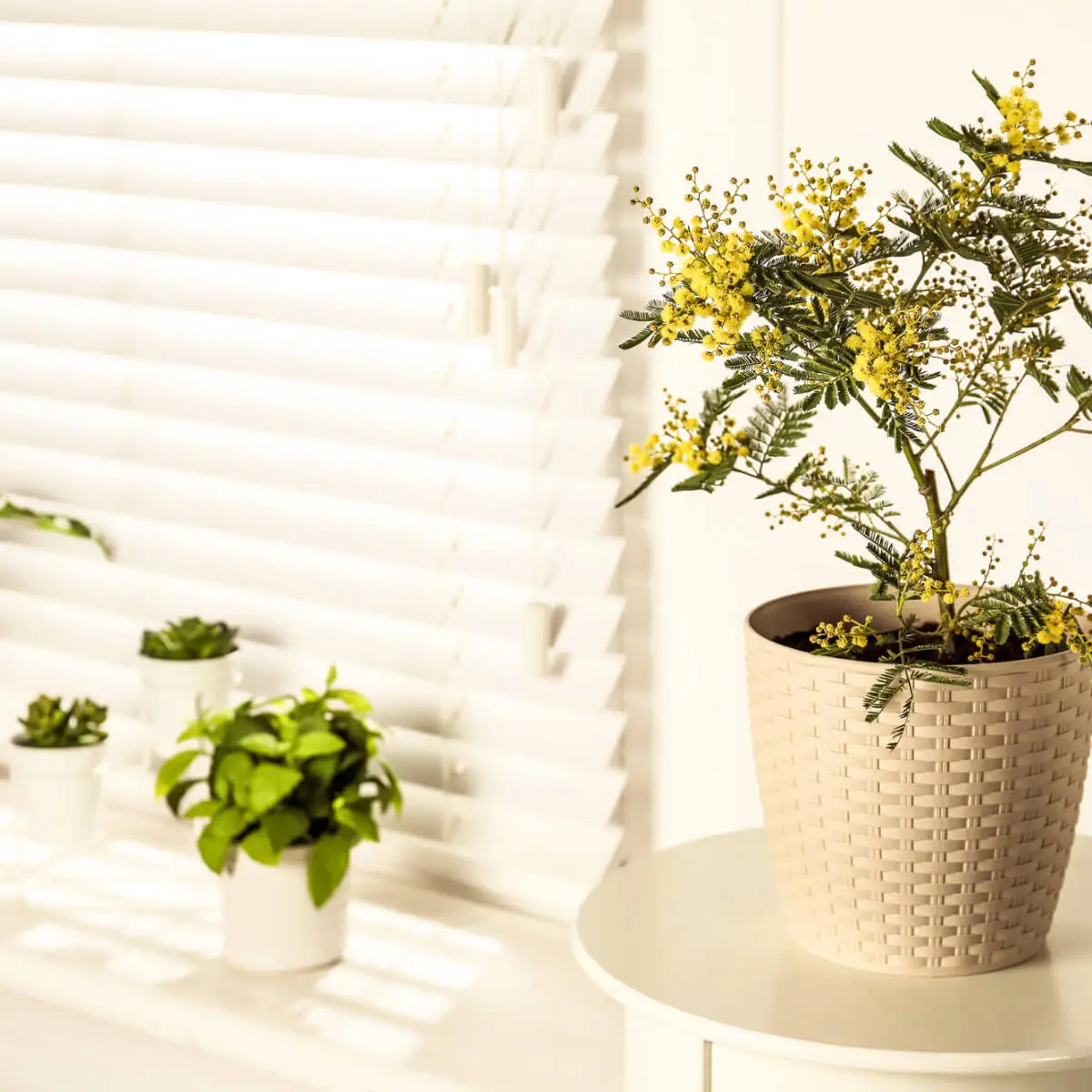 A pot plant sits beside a window which has white blinds pulled down and closed shut to keep out sunlight and heat.