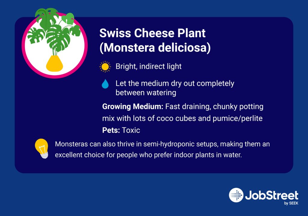 Swiss Cheese Plant (Monstera deliciosa)