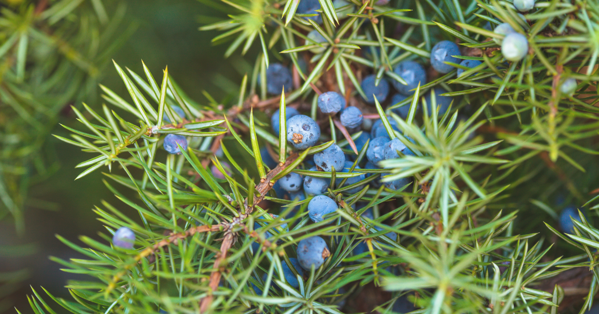 Juniper (Juniperus spp.).png