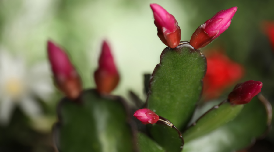 thanksgiving-cactus.png