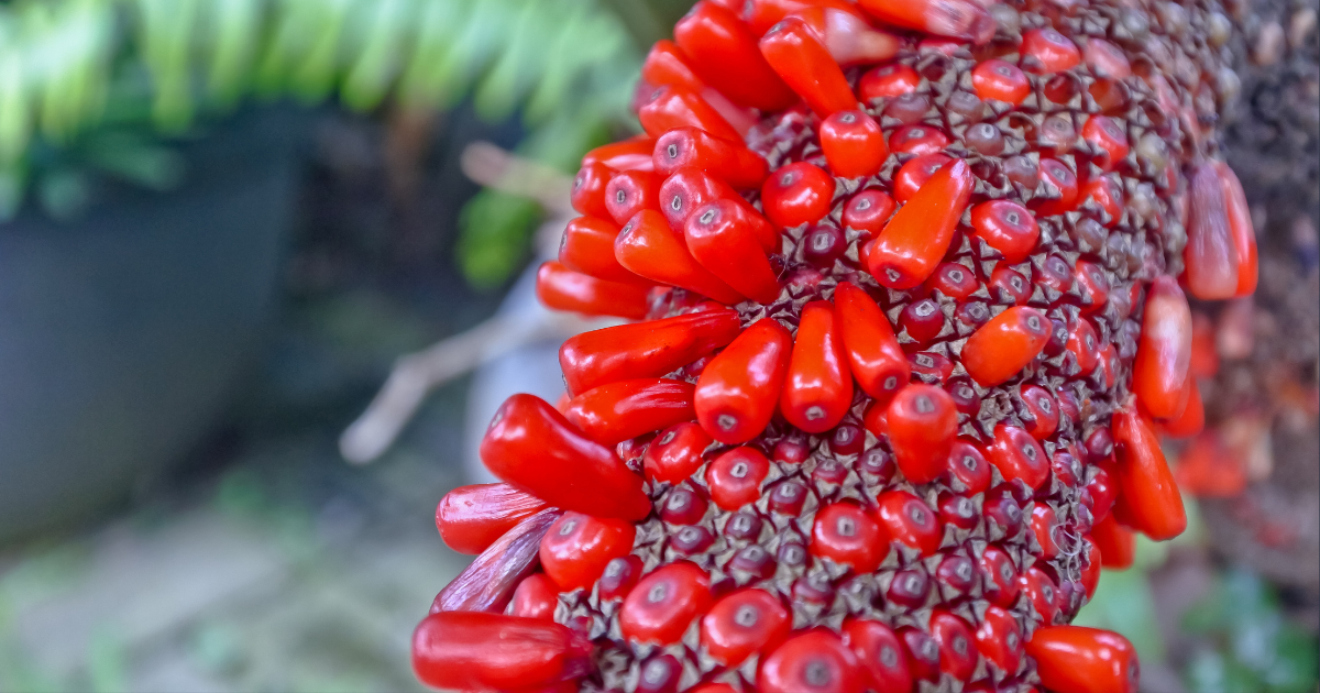 seeds Anthuriums.png