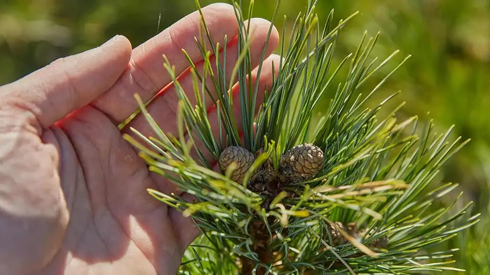 10 Facts about Siberian Pine