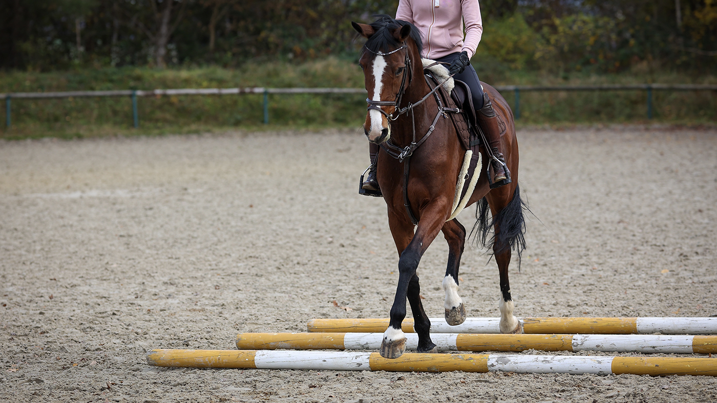 Reittraining-Beitragsbild.jpg