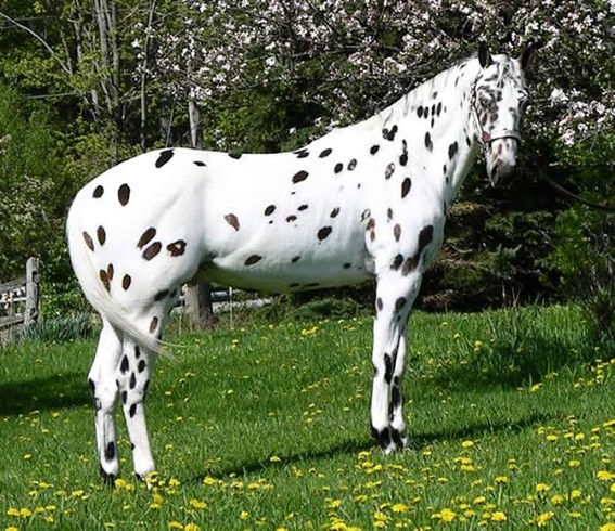 Pelagens de Equinos - Cavalo Campeiro