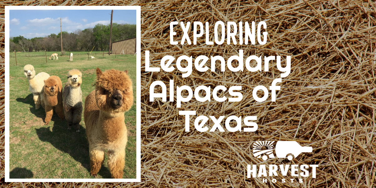 Exploring Legendary Alpacas of Texas