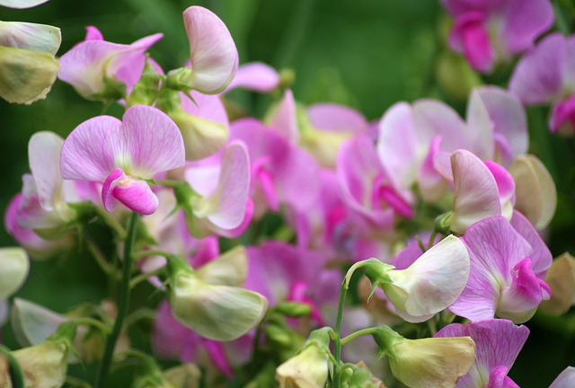 sweet-peas-gf9a93684c_640.jpg