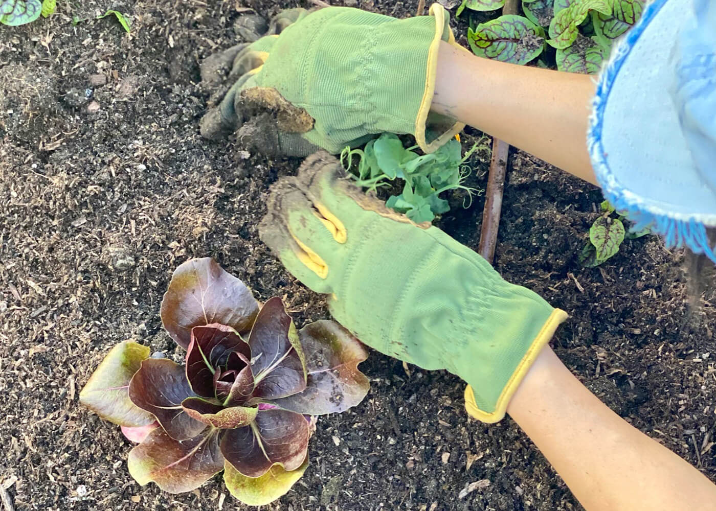 Garden Replanting in DTLA