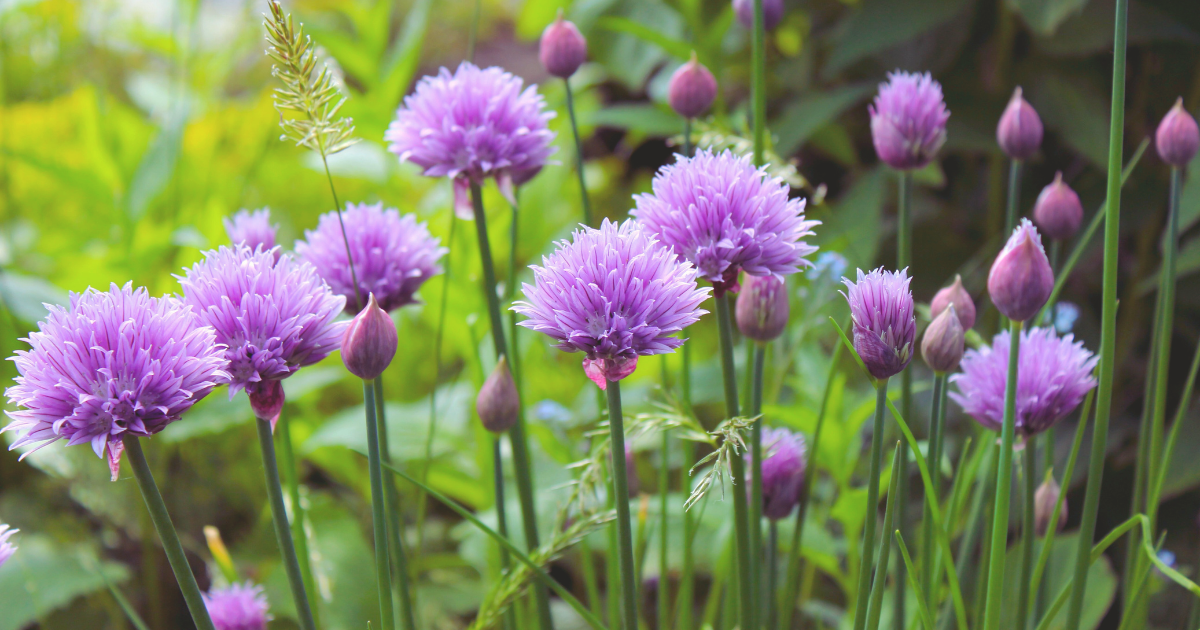 Chive Blossoms.png