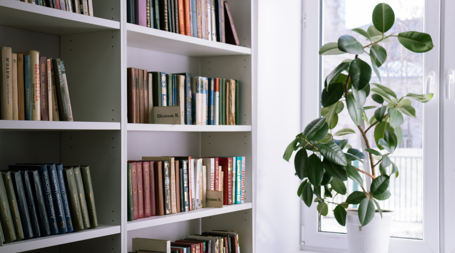 winter-indoor-plants.png