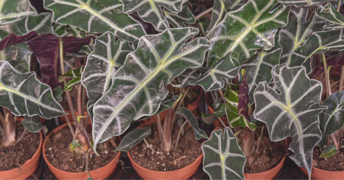 Alocasia Polly.png