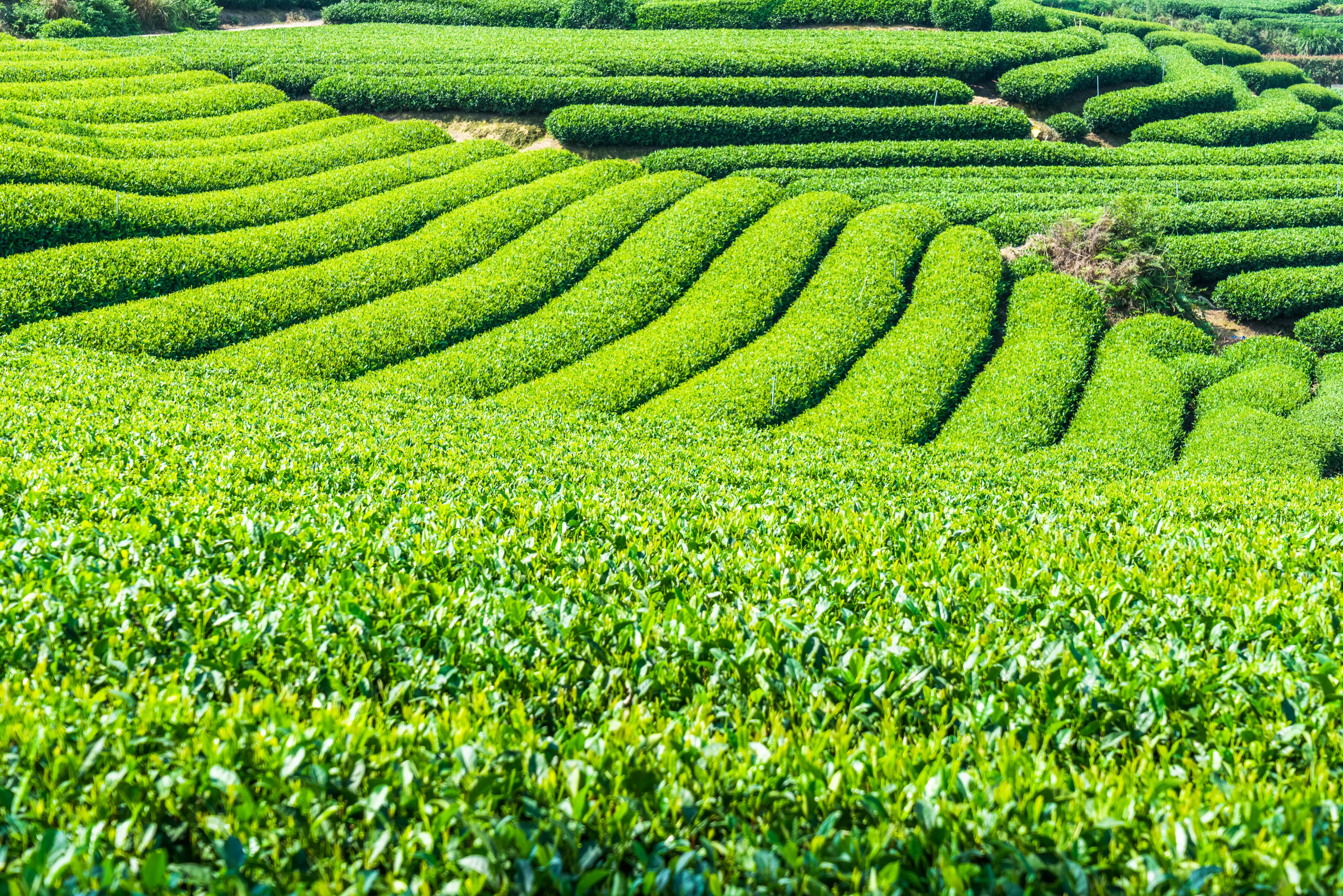 Tea field. Чайные плантации в Китае. Плантация зеленого чая Лунцзин. Чайные плантации в Китае зеленый чай. Чеджудо чайная плантация.