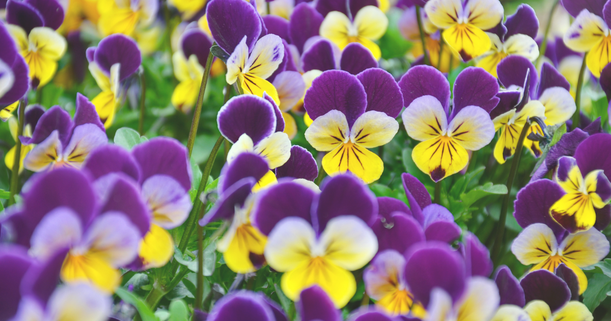 Pansies and Violas (Viola spp.).png