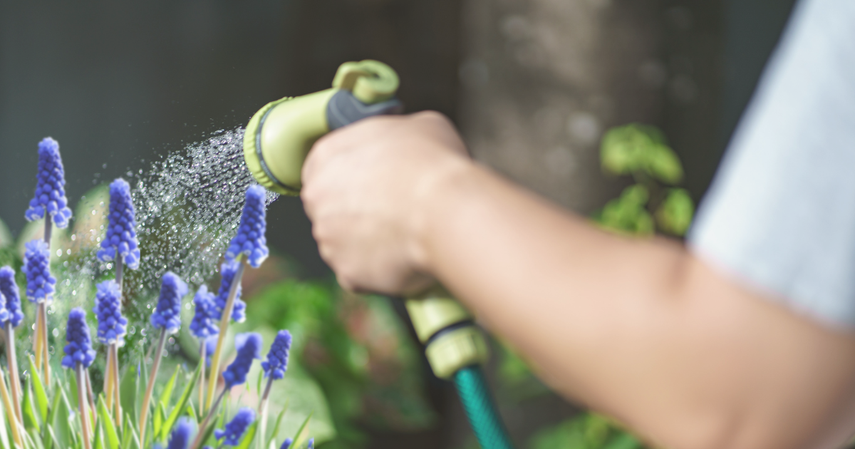 Spring Flower Care Tips.png