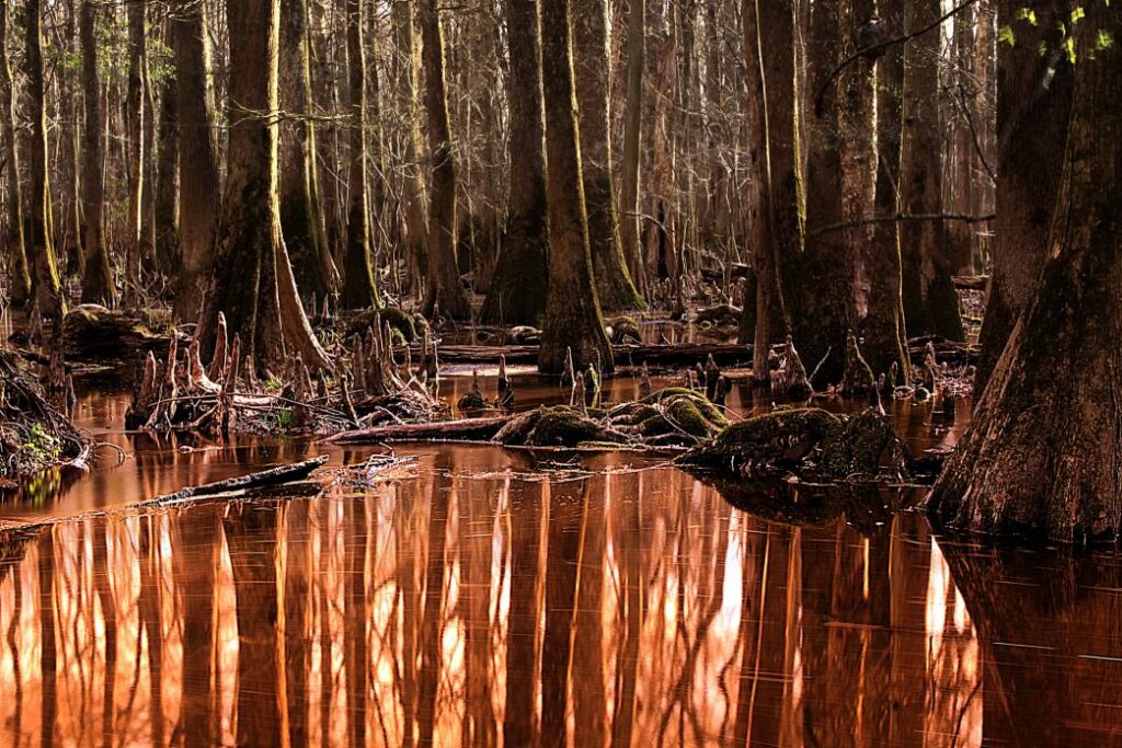 The water is copper-colored in the setting sun and reflecting the trees of Congaree National Park in them