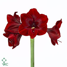 Amaryllis - variétés