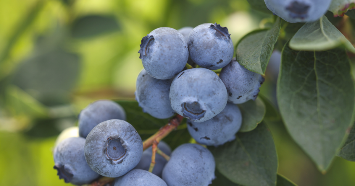 Blueberries.png