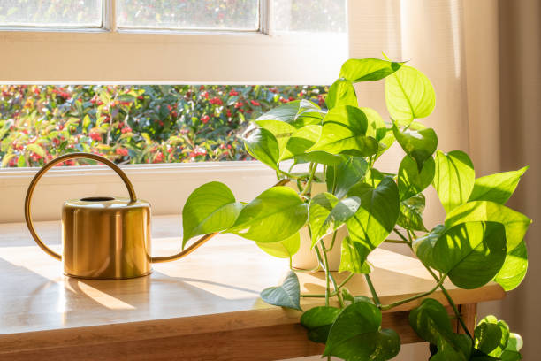 golden-pothos-1647711640199.jpg