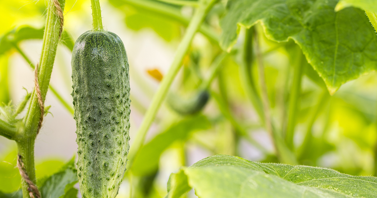 cucumber growing.png