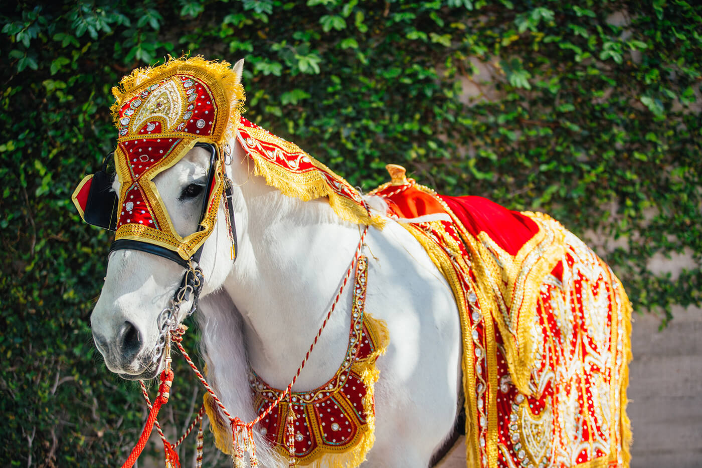 Hindu and Indian Wedding 