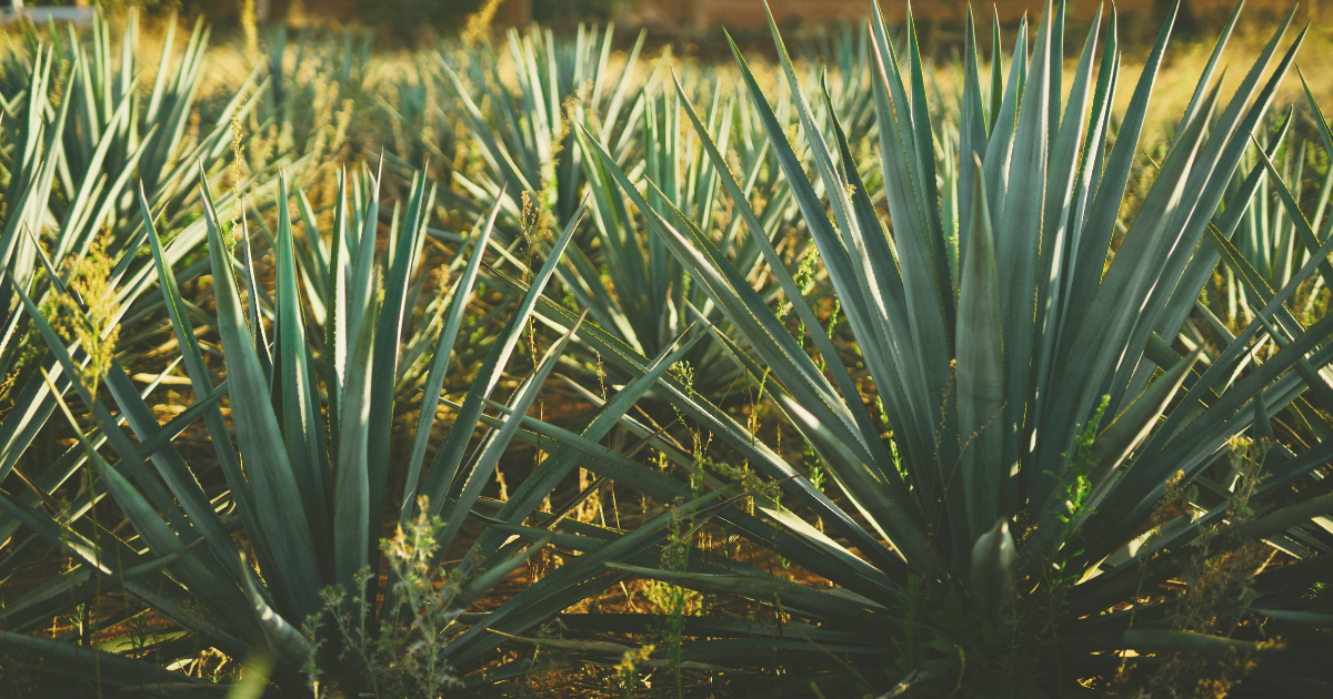 Agave.png