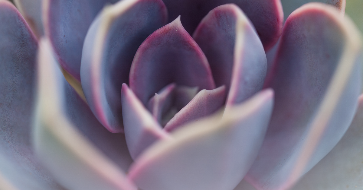 Echeveria -Violet Queen-.png