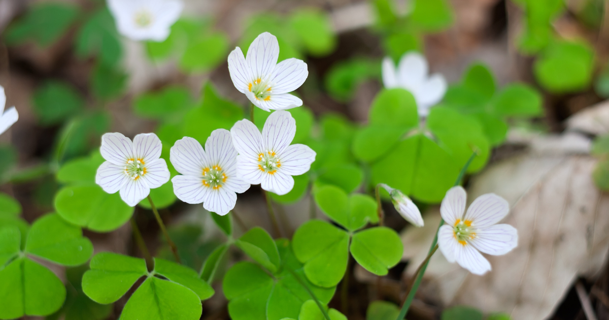 _Oxalis Oreophila.png