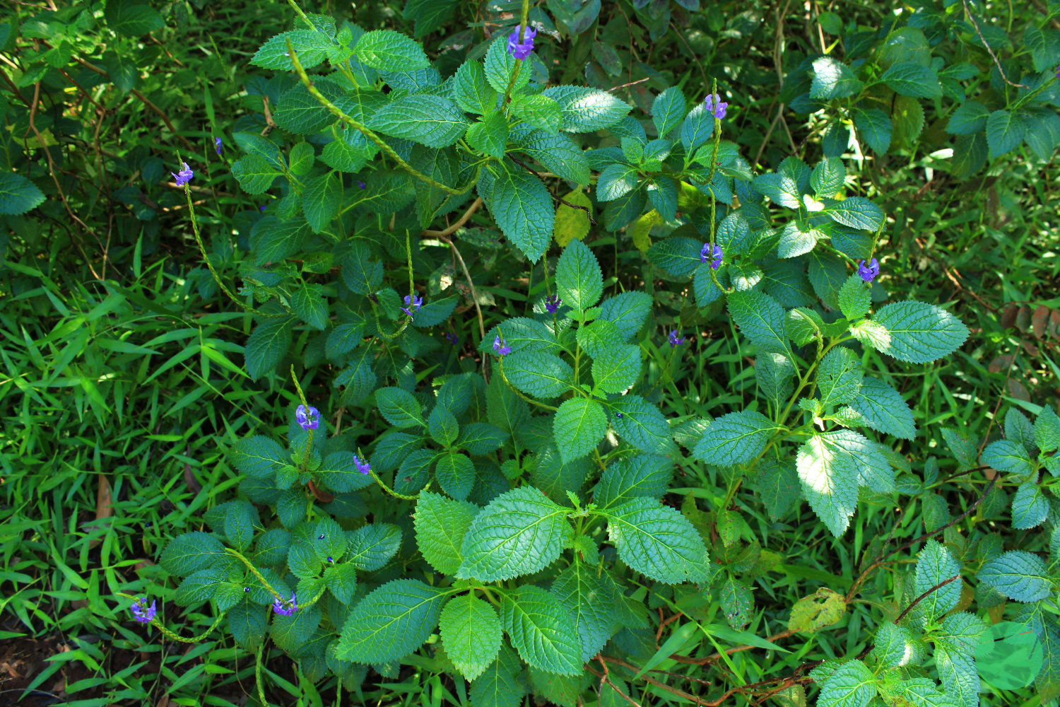 Blue Porterweed - Pecut Kuda 1.jpg