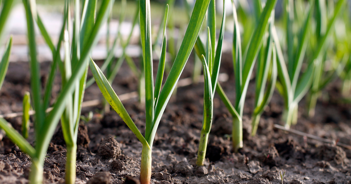 growing garlic.png