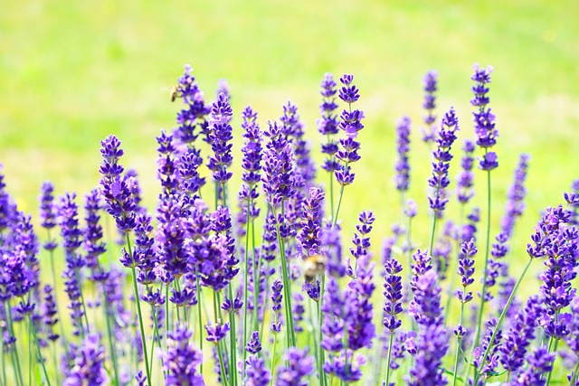 lavenders-g08c24a621_640.jpg