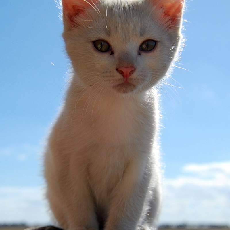 White kitten sitting with blue sky and a few clouds in the background