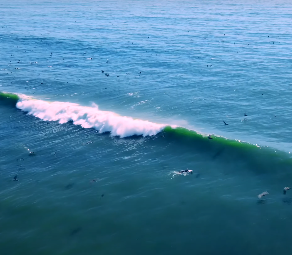 Close Encounters between Surfers and Whales