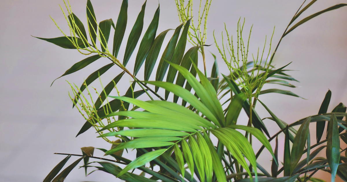 PARLOR PALM.png