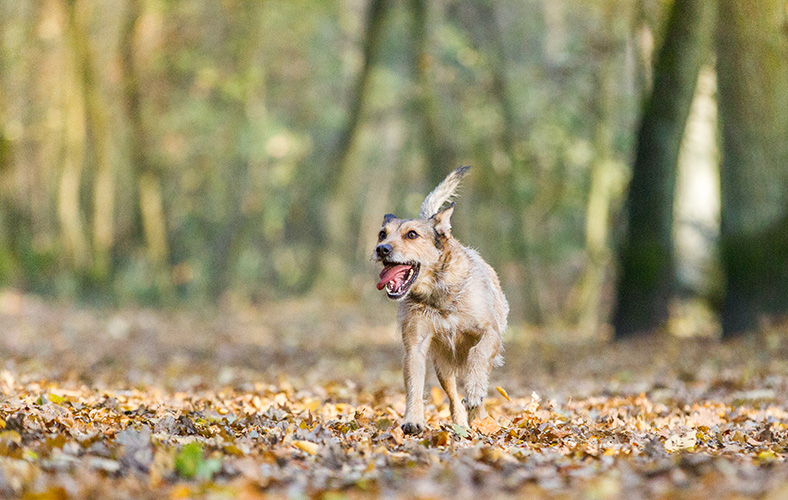 Beschaeftigung-hund-im-wald-dummytraining-hund-mensch-bindung.jpg