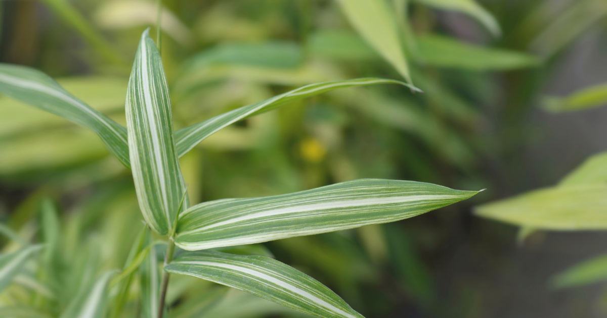 Dwarf White-Striped Bamboo.png