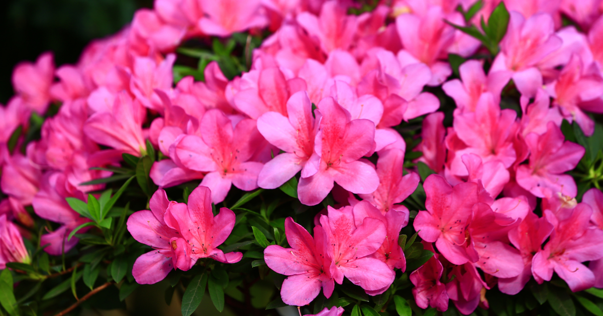 Azaleas.png