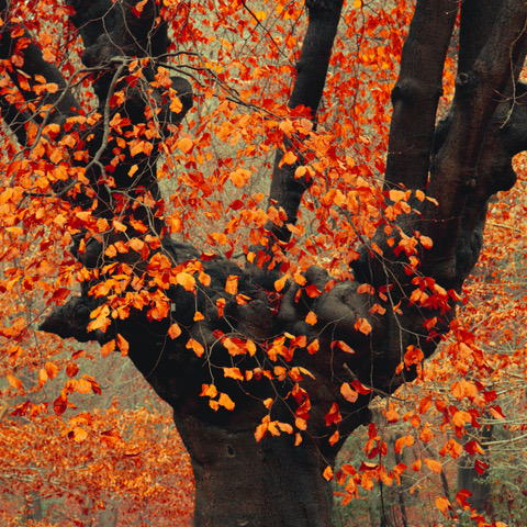 Autumn Oak .png