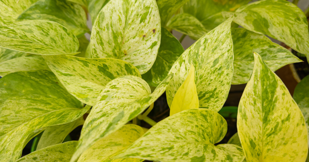 golden pothos yellow leaves problems.png