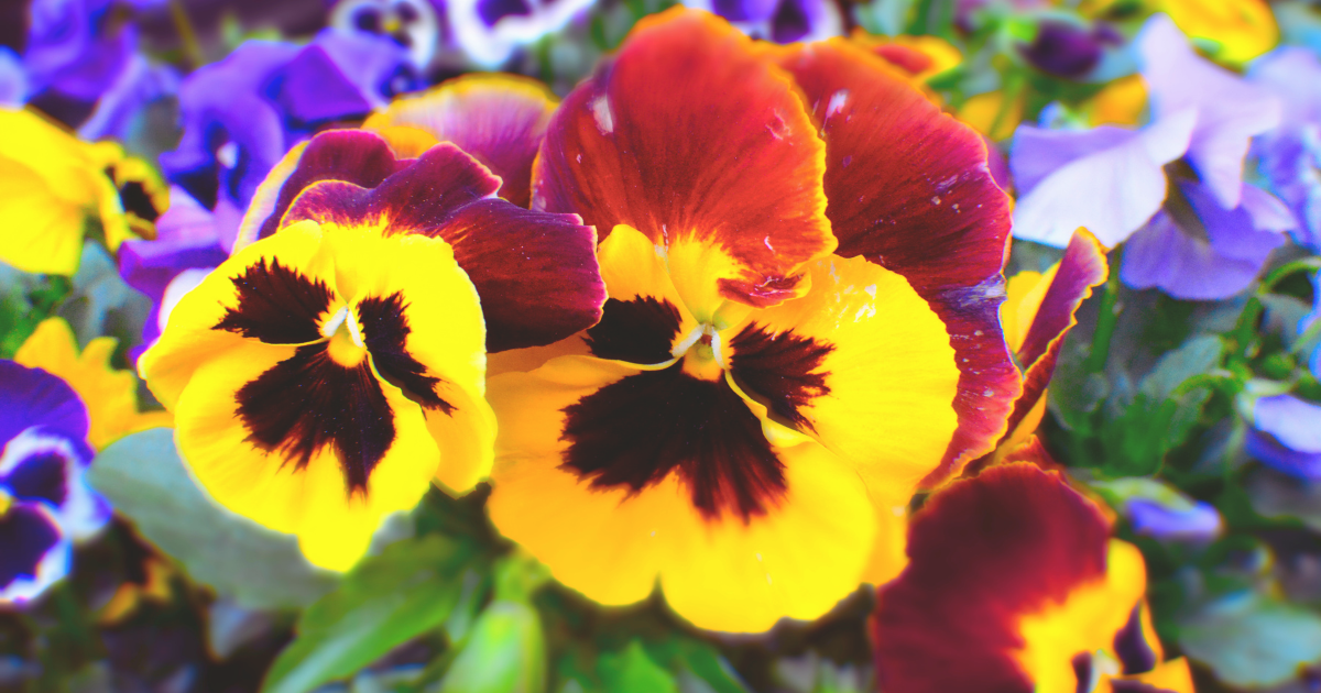 Pansies.png