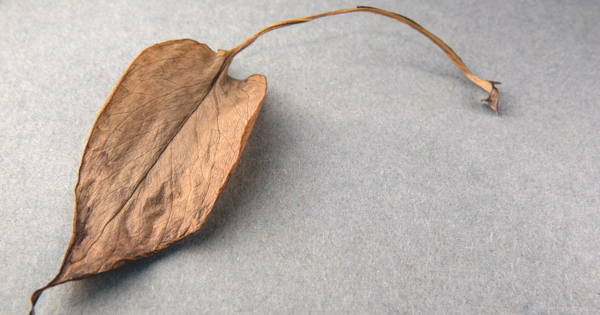 Removing Dead Leaves.png