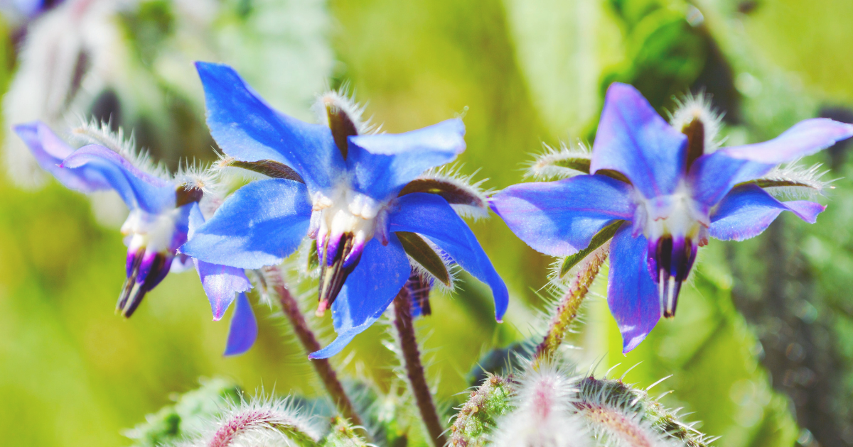 Borage.png
