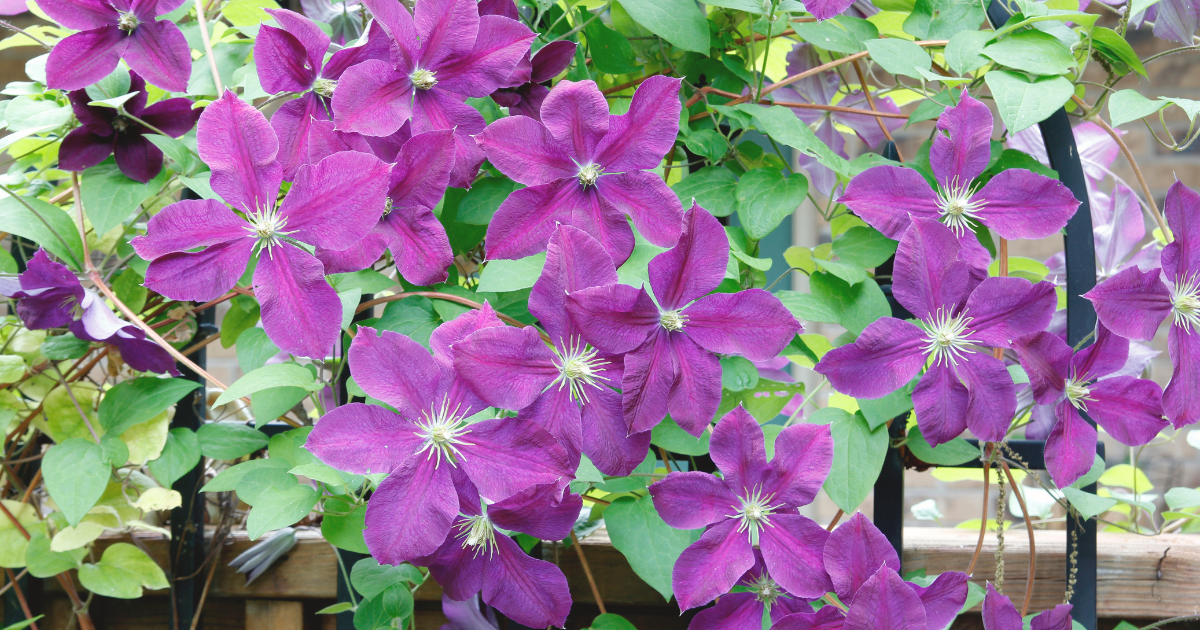 Clematis.png