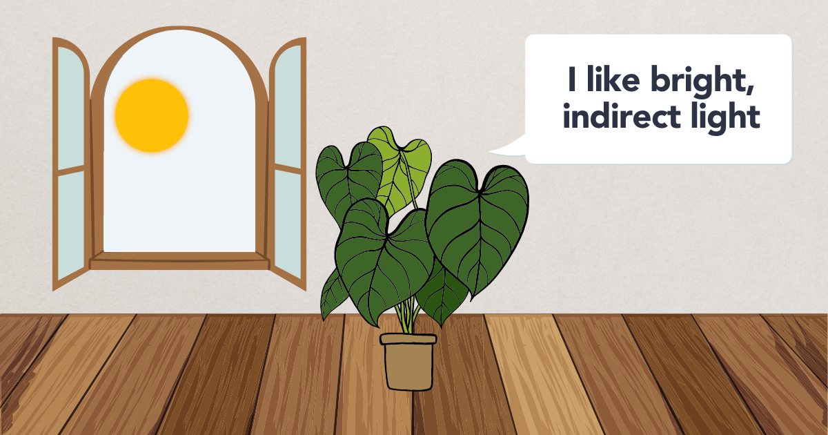 philodendron plant light.png