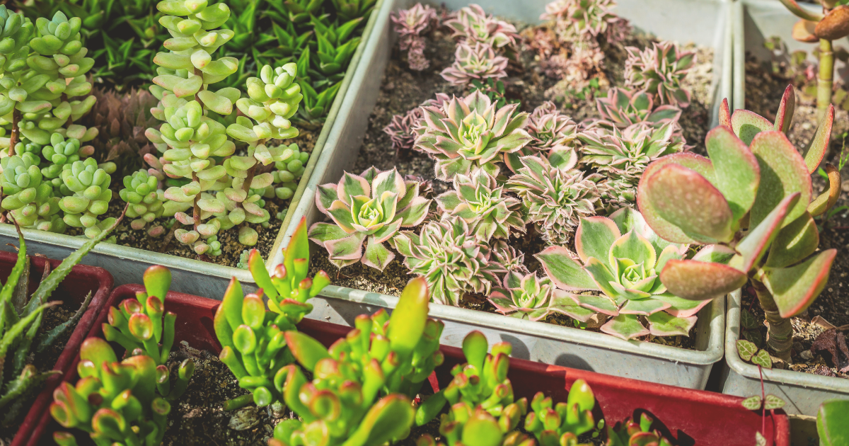 Steps to Propagate Succulents.png