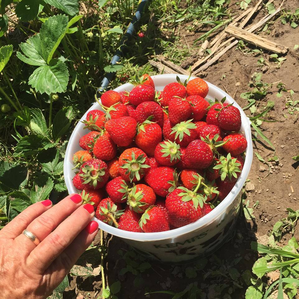 A large bowl of fresh-picked strawberries is being showed off by one of the owners of Green Hill Farm