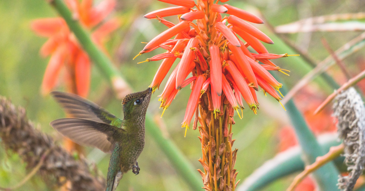 When to Plant Hummingbird Plants in May.png